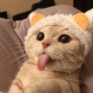 Whisker Wonderland
