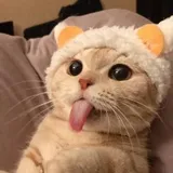 Whisker Wonderland