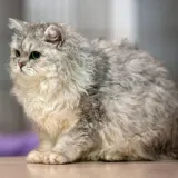 Squishy Marshmallow