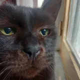 Velvet Paw Dreamer