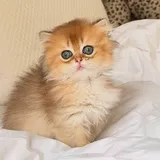 WhiskerWobbles