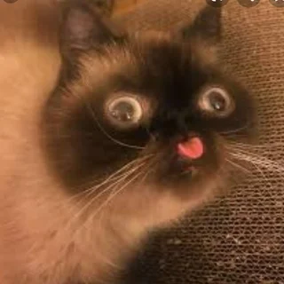 WarmMilkMomma