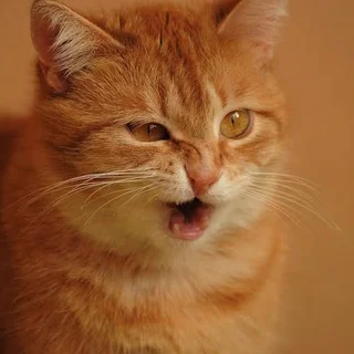 Purrfect Little One