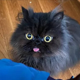 Marshmallow Whiskers