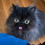 Marshmallow Whiskers